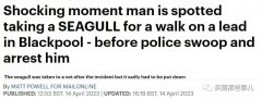 英国男拴了只海鸥在马路上遛，致使海鸥死亡。网友：几乎变态